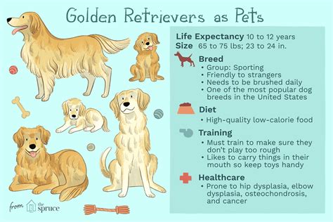 golden retriever boy personality|Golden Retriever Personality Traits & Facts 